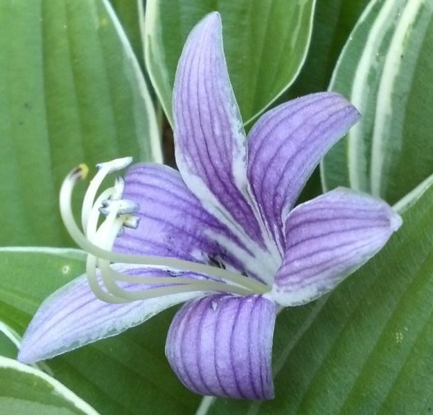 Little White Lines Hosta Plants online shopping