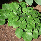 Grand Slam Hosta Plants online shopping