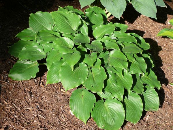 Grand Slam Hosta Plants online shopping