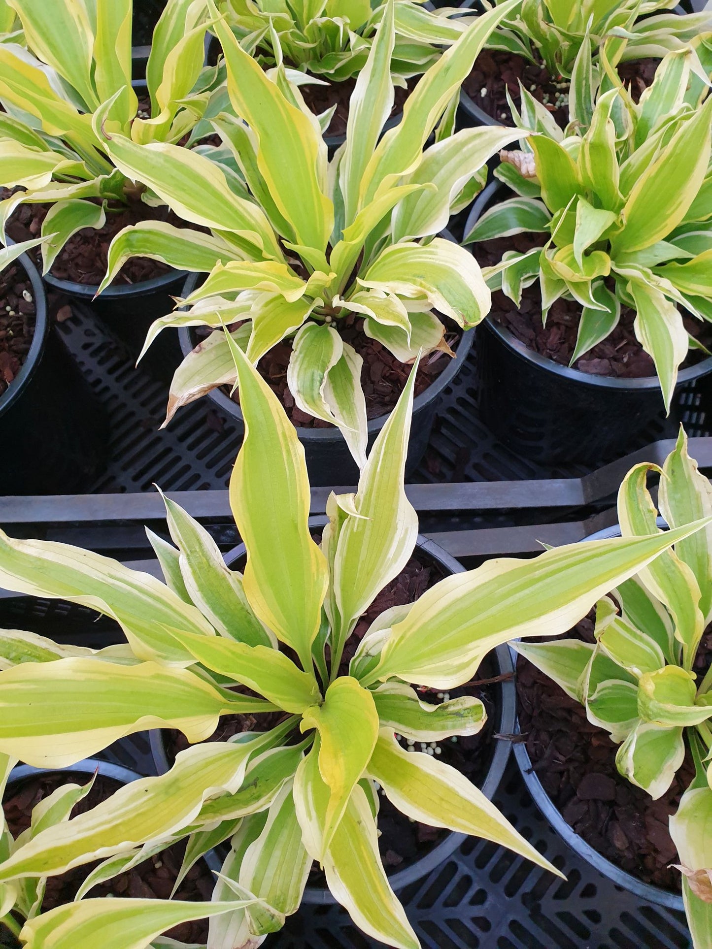 Neon Star Hosta