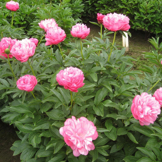 Paeonia Lactiflora Joker