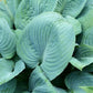 Skylight Hosta Plants online shopping