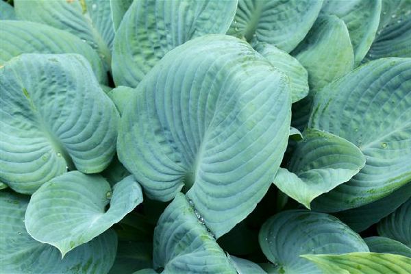 Skylight Hosta Plants online shopping