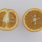 Marr's Early Sweet Orange Budwood citrus plant material online shopping