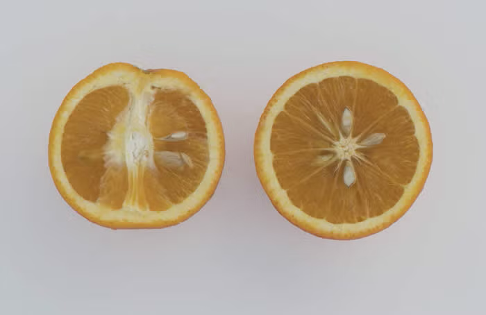 Marr's Early Sweet Orange Budwood citrus plant material online shopping