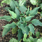 Twinkle Little Star Hosta Plants online shopping