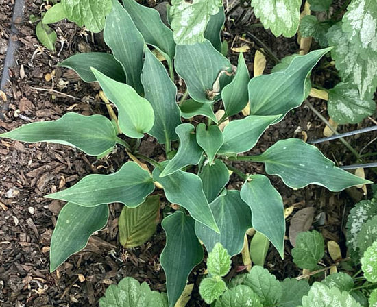 Twinkle Little Star Hosta Plants online shopping