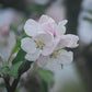 Fameuse Snow Heirloom Apple Tree Blooming