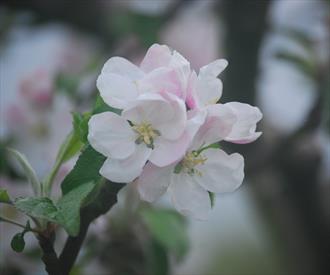 Fameuse Snow Heirloom Apple Tree Blooming