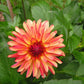 Crazy Legs Dahlia