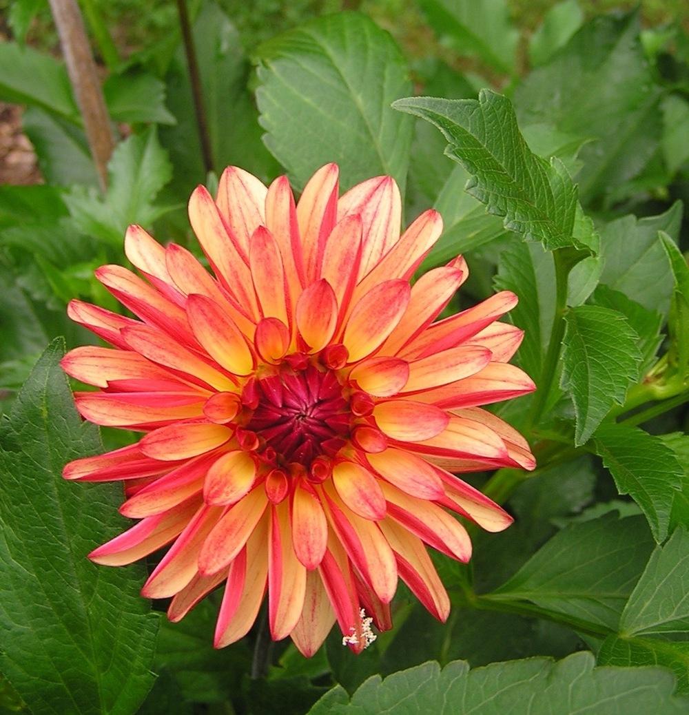 Crazy Legs Dahlia