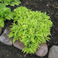 Iced Lemon Hosta Plants online shopping