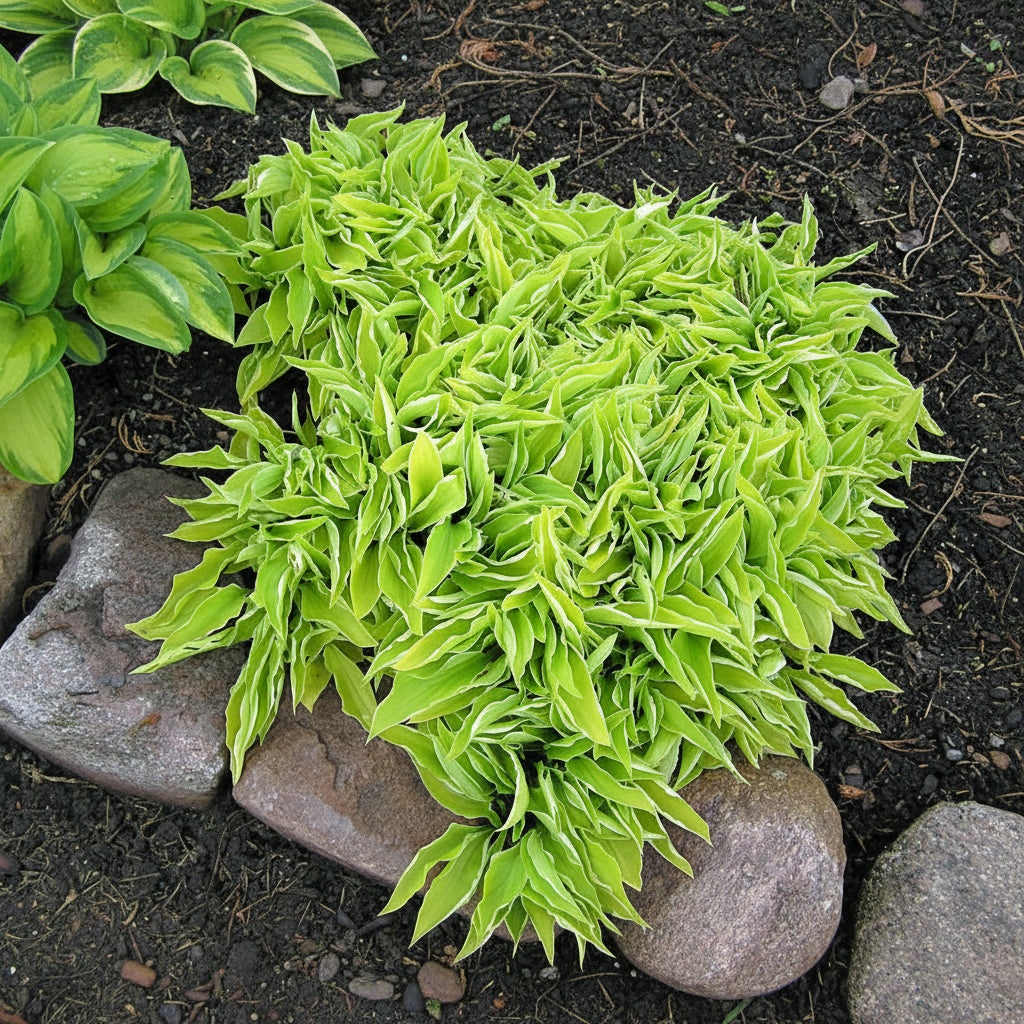 Iced Lemon Hosta Plants online shopping