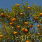 Bower Mandarin Budwood citrus plant material online shopping