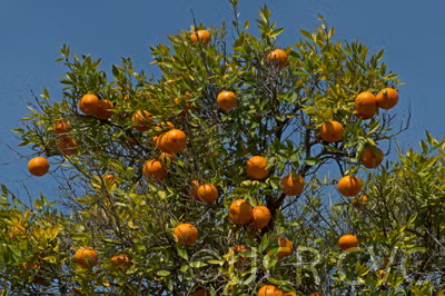 Bower Mandarin Budwood citrus plant material online shopping