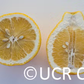 C. Obovoidea Seed citrus plant material online shopping