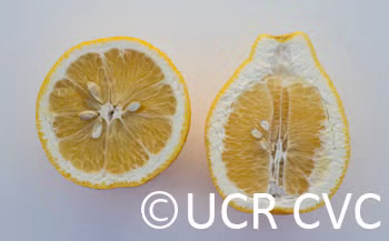 C. Obovoidea Seed citrus plant material online shopping