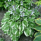 Miss Mitzi Hosta Plants online shopping