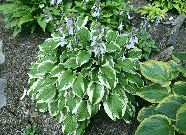 Miss Mitzi Hosta Plants online shopping