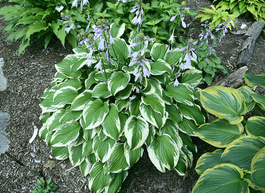 Miss Mitzi Hosta Plants online shopping