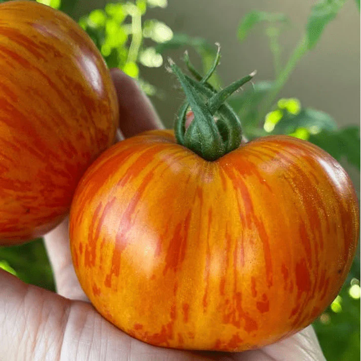 Red Zebra Tomato