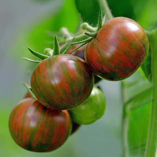 Purple Bumble Bee Organic Tomato Seeds online shopping