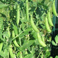 Sugar Ann Organic Snap Pea