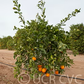 Bahianinha Araras Navel Orange Budwood citrus plant material online shopping