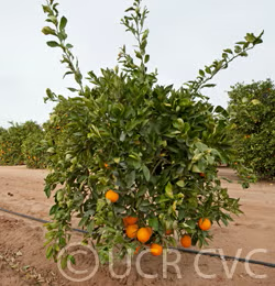 Bahianinha Araras Navel Orange Budwood citrus plant material online shopping