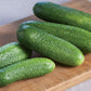 Socrates F1 Organic Cucumber