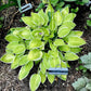 Platinum Tiara Hosta Plants online shopping