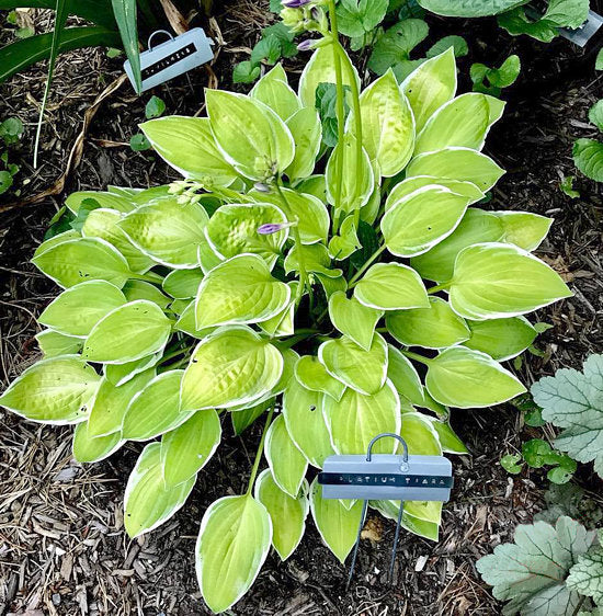 Platinum Tiara Hosta Plants online shopping
