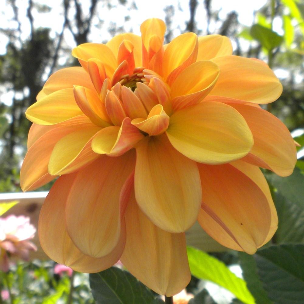 Ginger Snap Dahlia