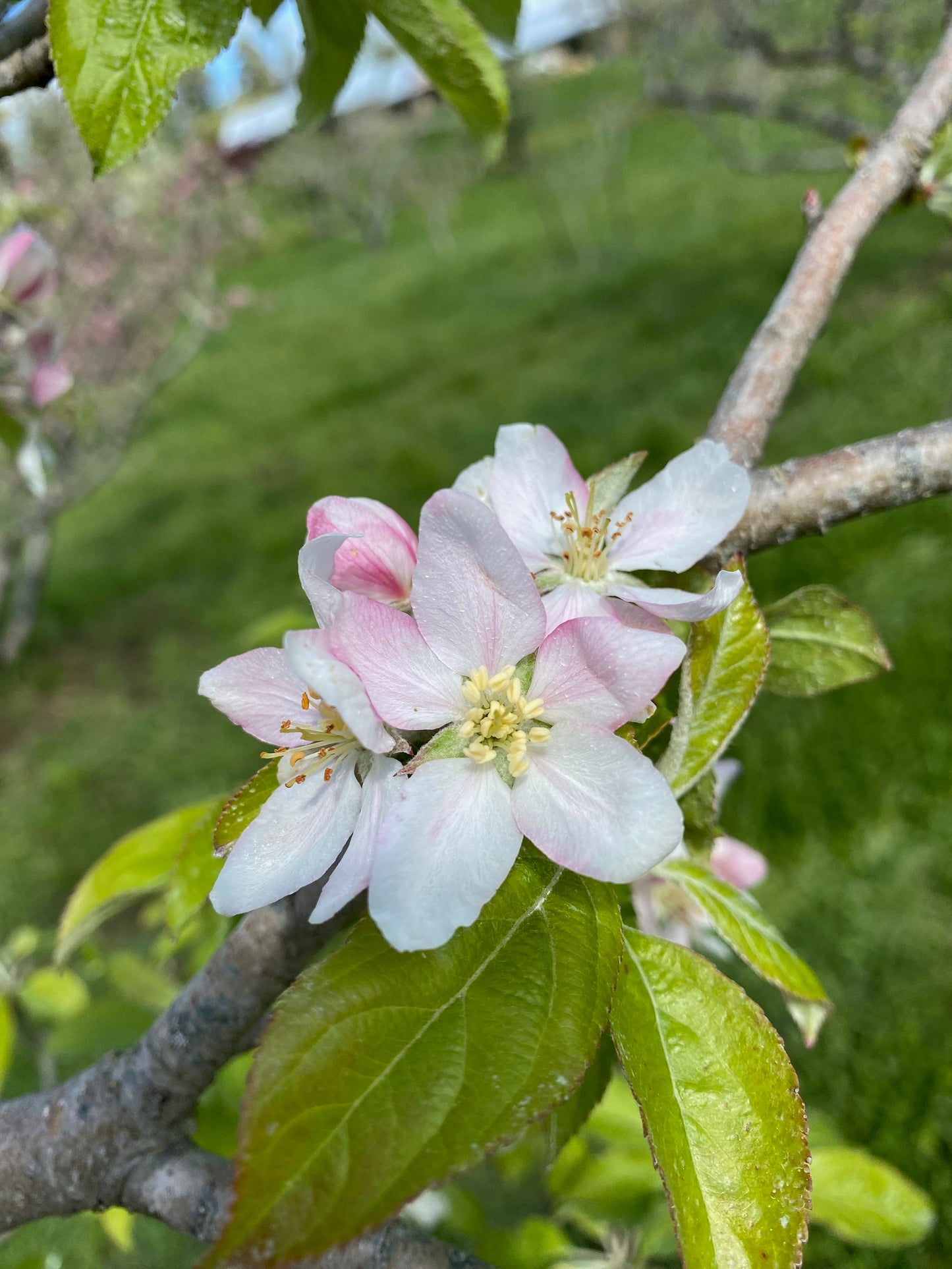 Hudson’s Golden Gem Heirloom Apple