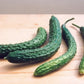 Suyo Long Organic Cucumber Seeds online shopping