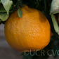 Gold Nugget Mandarin Budwood citrus plant material online shopping