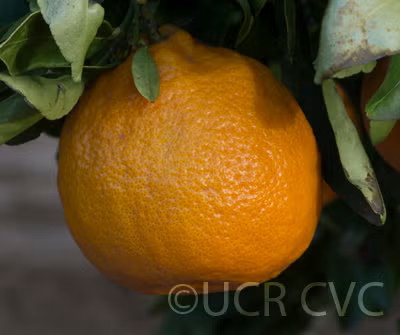 Gold Nugget Mandarin Budwood citrus plant material online shopping