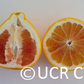 Valentine Pummelo Hybrid Budwood citrus plant material online shopping