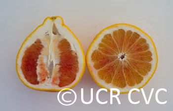Valentine Pummelo Hybrid Budwood citrus plant material online shopping
