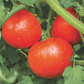 Tasti-Lee Tomato