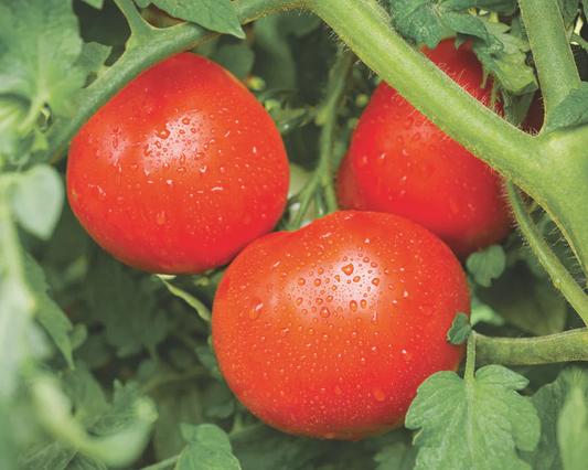 Tasti-Lee Tomato Seeds online shopping