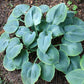 Parisian Silk Hosta Plants online shopping