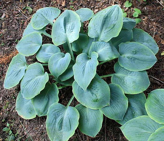 Parisian Silk Hosta Plants online shopping
