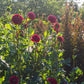 Cornel Dahlia Plants online shopping