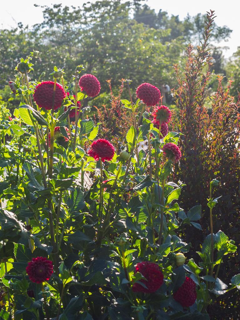 Cornel Dahlia Plants online shopping
