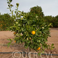 Bahianinha SRA 513 Navel Orange Budwood citrus plant material online shopping