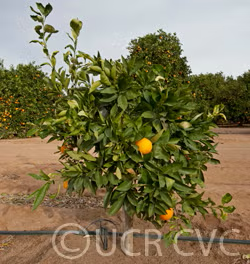 Bahianinha SRA 513 Navel Orange Budwood citrus plant material online shopping