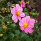 Bonne Espérance Dahlia Plants online shopping