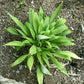Chris’ A Lalalala Long Hosta Plants online shopping