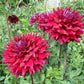 Zorro Dahlia